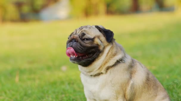 Счастливая Собака Мопс Породы Улыбка Забавным Лицом Лежащим Зеленой Траве — стоковое видео