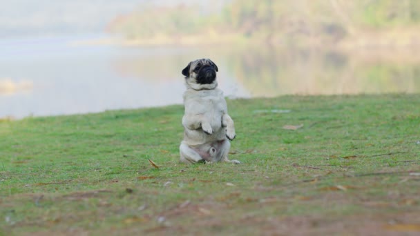 庭の緑の芝生の上に座って面白い顔を持つ幸せなかわいい犬のパグの品種の笑顔 純血犬の健康なコンセプト — ストック動画