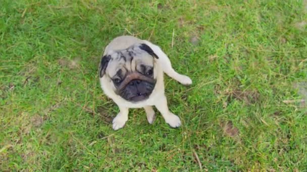 Szczęśliwy Pies Mops Rasy Uśmiech Zabawną Twarzą Leżącą Zielonej Trawie — Wideo stockowe