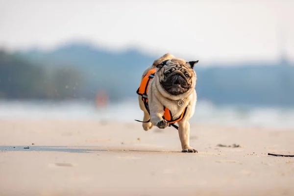 Pes Pug Plemeno Běží Pláži Záchrannou Vestou Tak Zábavné Štěstí — Stock fotografie
