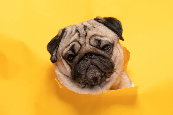 Niedliche Hunderasse Auf Gelbem Papierloch Macht Fragegegesicht Und Lustiges Gesicht — Stockfoto