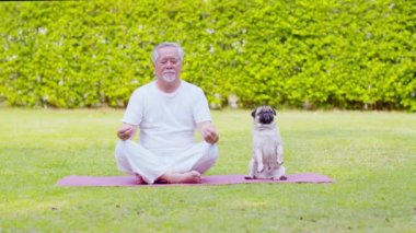 Sağlıklı Asyalı, beyaz saçlı, yoga nilüfer çiçeği pozu veren sağlıklı yaşlı bir adam. Parktaki yeşil çimlerde köpek pug cinsi ile meditasyon yapıyor. Yoga konseptiyle Yaşlılık Eğlencesi.
