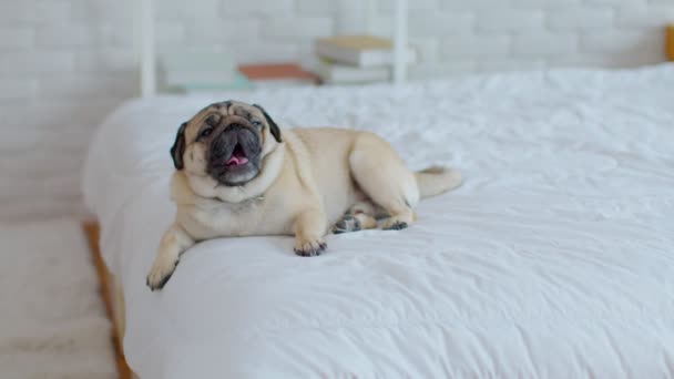Cute Dog Ziewanie Białym Łóżku Przytulnej Sypialni Rasowy Pies Mops — Wideo stockowe