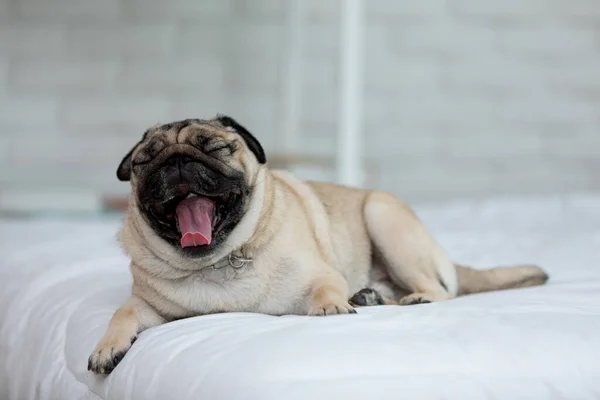 かわいい犬ヨーニング上の白いベッドで居心地の良いベッドルーム 純血犬のパグ品種横になり 自宅で快適に — ストック写真