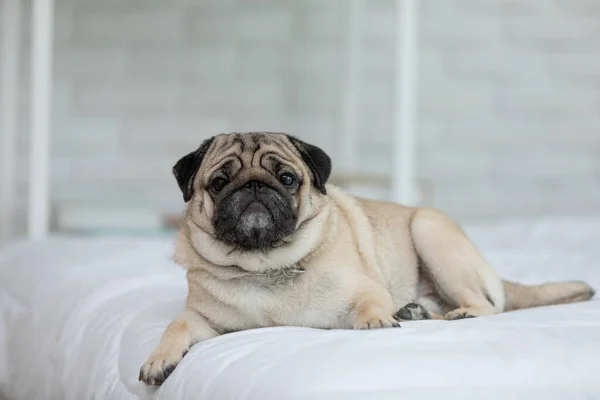 かわいい犬は居心地の良いベッドルームで白いベッドの上に横たわっています 純血犬のパグ品種嘘と自宅で快適な — ストック写真