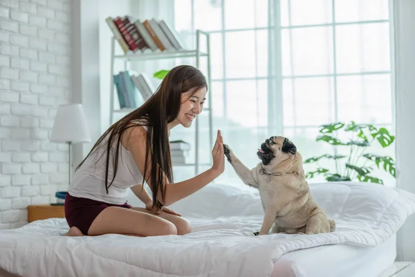 Cão Bonito Pug Raça Dando Pata Alta Cinco Proprietário Com — Fotografia de Stock