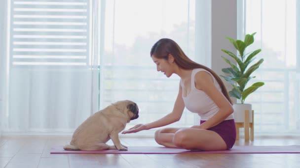 Cute Pies Rasy Pug Dając Łapę Właściciela Miłości Uczucie Tak — Wideo stockowe
