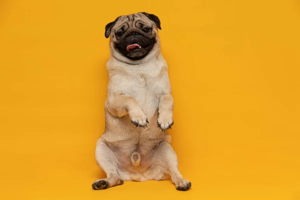 Happy Adorable Dog Smile Yellow Background Cute Puppy Pug Breed — Stock Photo, Image