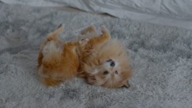 Halıda oynayan mutlu yaşlı köpek evde rahat ve rahat, halının üzerinde çok eğlenceli ve neşeli uzanan sevimli bir köpek yetiştiriyor.
