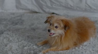 Mutlu, sağlıklı, yaşlı köpek gülümsemesi halıda uzanıyor rahat ve rahat bir evde, melez, kahverengi ve beyaz kürklü şirin bir köpek yetiştiriyor ve gülümsüyor.