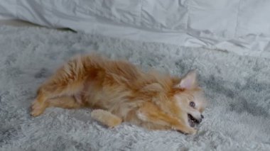 Halıda oynayan mutlu yaşlı köpek evde rahat ve rahat, halının üzerinde çok eğlenceli ve neşeli uzanan sevimli bir köpek yetiştiriyor.
