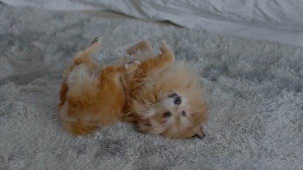 Щасливий Старший Собака Грає Килимі Розслабитися Комфортно Вдома Мікс Порода — стокове відео