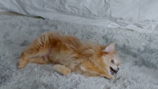 Halıda Oynayan Mutlu Yaşlı Köpek Evde Rahat Rahat Halının Üzerinde — Stok video