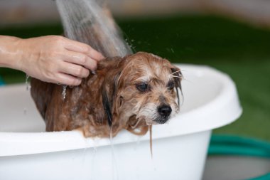 Sahip duşu ve köpekle banyo yapmak, banyo ve temizlik için küvetlerde, köpek duşu ve banyo konsepti için mutlu son sınıf melez köpekleri.
