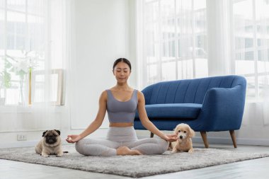 Güzel Asyalı kadın yoga nilüferiyle poz veriyor köpek pug cinsi ve kaniş evde yoga, köpek egzersizi, sağlıklı kadın solunumu ve yoga ve köpek yavrusu ile meditasyon yapıyor.
