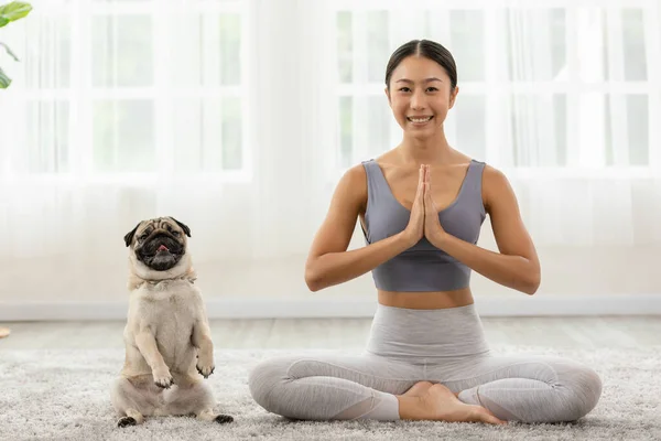 Beautiful Asian woman practice yoga lotus pose with dog pug breed enjoy and relax with yoga at home,Recreation Exercise with Dog ,Wellness woman breathing and meditation with yoga and dog small pet