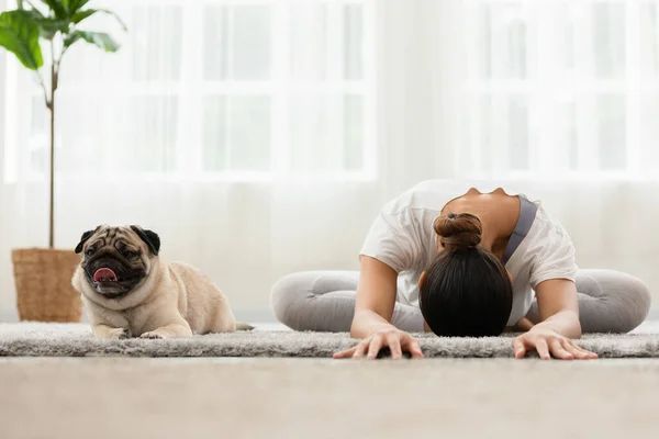woman practice yoga with dog pug breed enjoy and relax with yoga in bedroom,Healthy girl doing yoga Child pose exercise with dog together,Recreation with Dog Concept