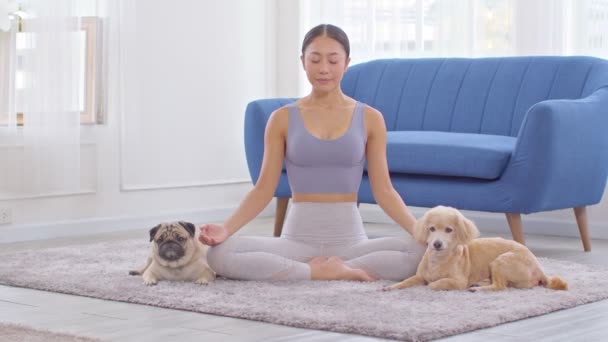 Vacker Asiatisk Kvinna Öva Yoga Lotus Posera Med Hund Pug — Stockvideo