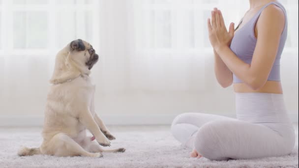 Spokój Pięknej Azjatki Praktyki Oddychania Lotosu Jogi Cute Dog Pug — Wideo stockowe