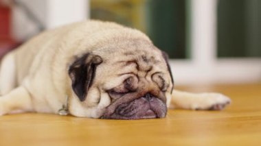 Uyuyan köpek, gözlerini kapat yerde rahatla, tatlı köpek derin nefes al ve komik bir yüzle dinlen, Sevimli Uyuyan Köpek Konsepti