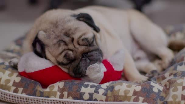 Сонний Собака Закриває Очі Лежить Розслабитися Улюбленою Іграшкою Ліжку Тварин — стокове відео