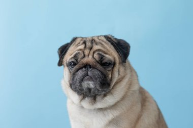 Tatlı köpek kameraya komik ve çarpıcı bir şekilde bakıyor. Mavi arka planda sevimli bir Pug köpeği. Dost canlısı köpek konsepti.