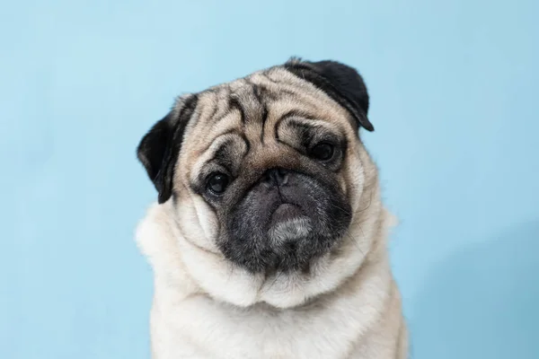 Tatlı Köpek Kameraya Komik Çarpıcı Bir Şekilde Bakıyor Mavi Arka — Stok fotoğraf