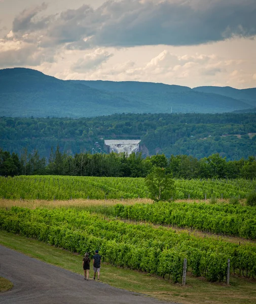 Montmorency Cai Grande Vinhedo Ilha Orleans — Fotografia de Stock