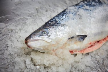 Buzun üzerinde duran alabalık kırmızı balığı. Çiğ somon, kırmızı alabalık bir balık dükkanında satılıyor. Büyük somon familyasından taze somon balığı. Pahalı deniz ürünleri, lezzetler.