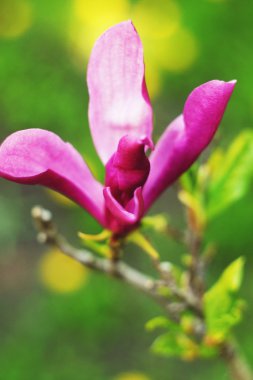 Çiçekler, bokeh, Yeşiller, peyzaj