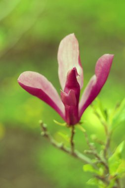 Çiçekler, bokeh, Yeşiller, peyzaj