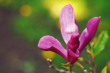 Çiçekler, bokeh, Yeşiller, peyzaj