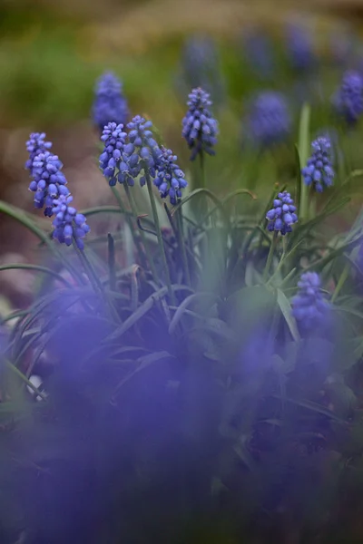 Flores, bokeh, verdes, paisaje — Foto de Stock