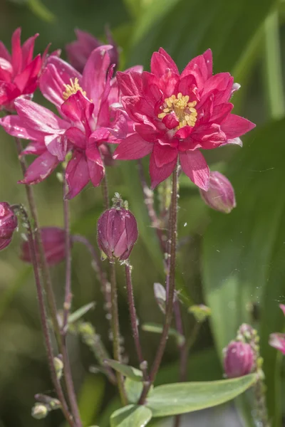 Aquilegia — Fotografia de Stock