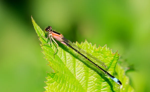 Libelle — Stockfoto