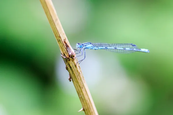 Damselfly — Stock Photo, Image