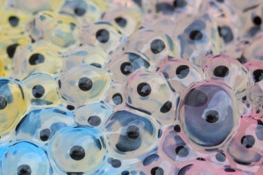 frogspawn