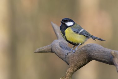 büyük baştankara (parus büyük)