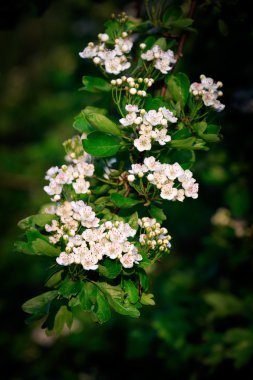 Ortak alıç (Crataegus bitkisinden)