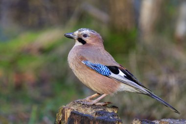 Jay