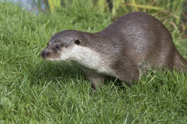 Otter (Lutra lutra)  clipart