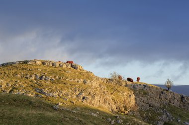 Yorkshire Dales inekleri