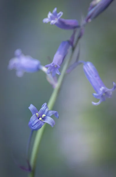 Bluebell rüya — Stok fotoğraf