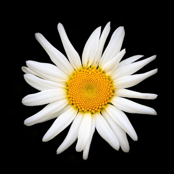 Oxeye daisy — Stock Photo, Image