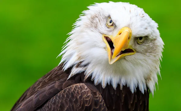 Aquila calva — Foto Stock