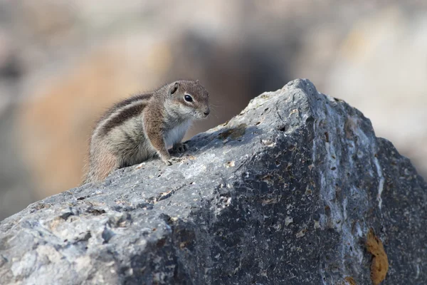 巴巴里地松鼠（英语：Barbary ground squirrel）) — 图库照片