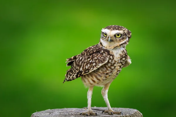 Chevêche des terriers (athene cunicularia)) — Photo