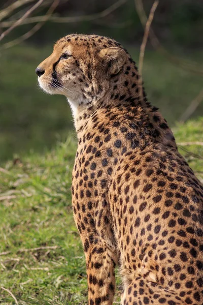 Cheetah — Stock Photo, Image