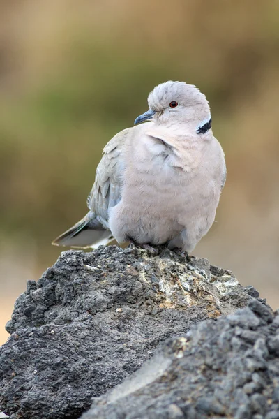 Collared Dove (Streptopelia decaocto) — Stock Photo, Image