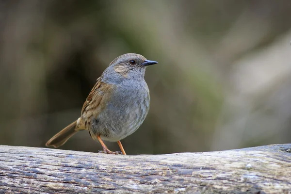 Dunnock (Prunella modularis) — Stock Photo, Image